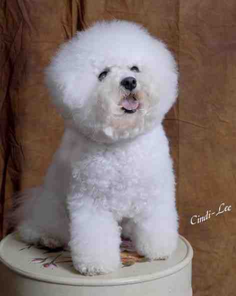 Copyright 2007 - SMB Bichons